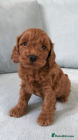 Cockapoo dogs - Advert 10