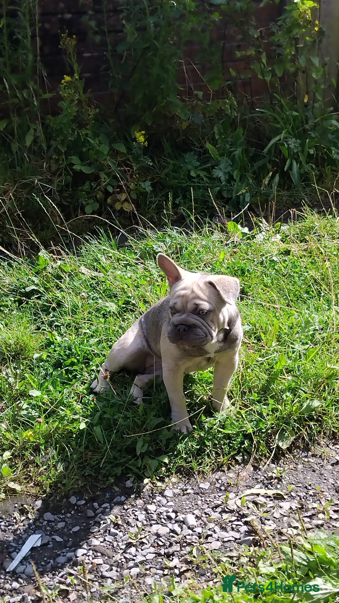 French Bulldog dogs for sale: French bulldog full ** 18 week pup girl  - Image 3