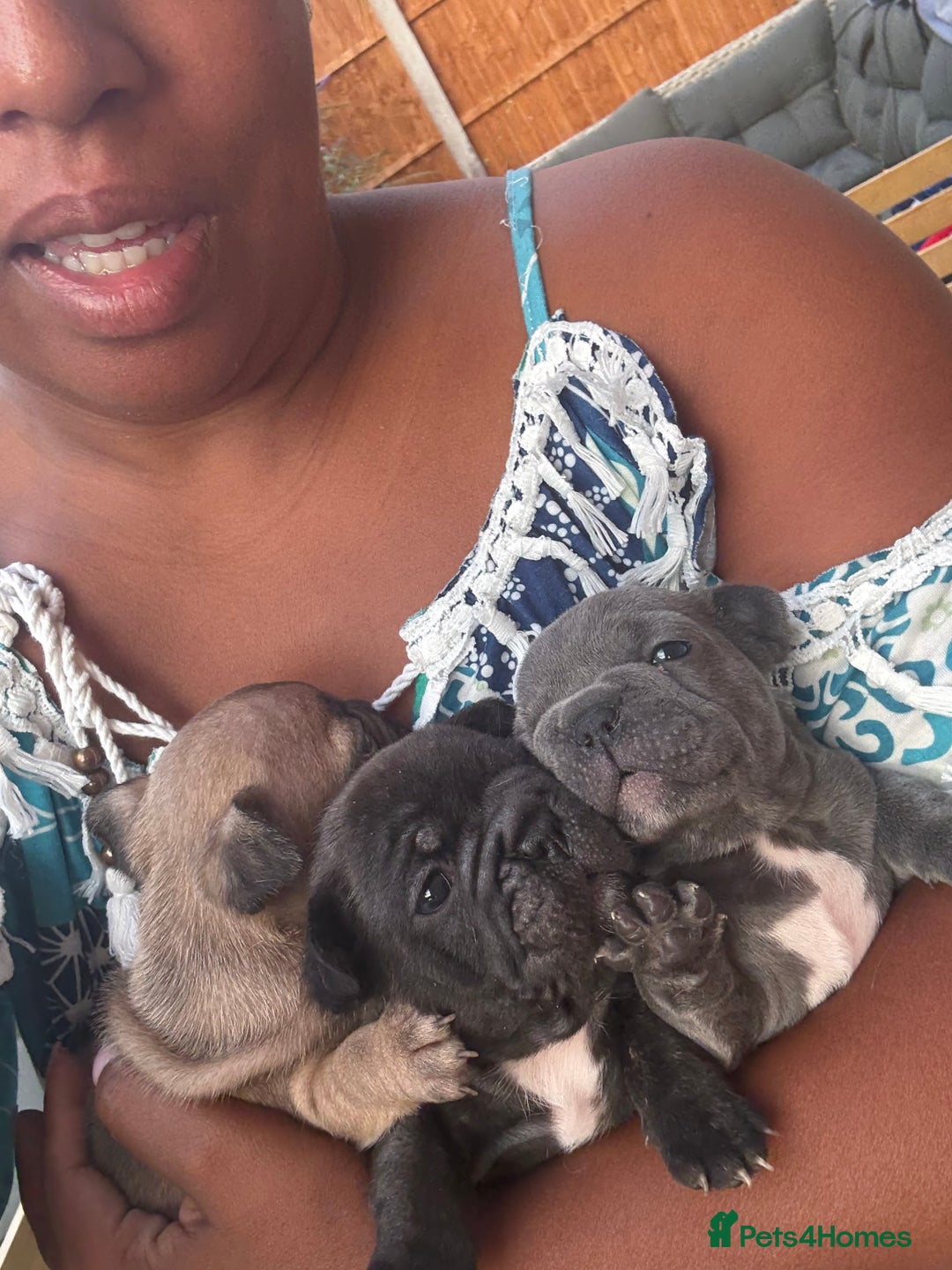 French Bulldog dogs for sale: Adorable KC registered French Bulldog puppies - Image 13