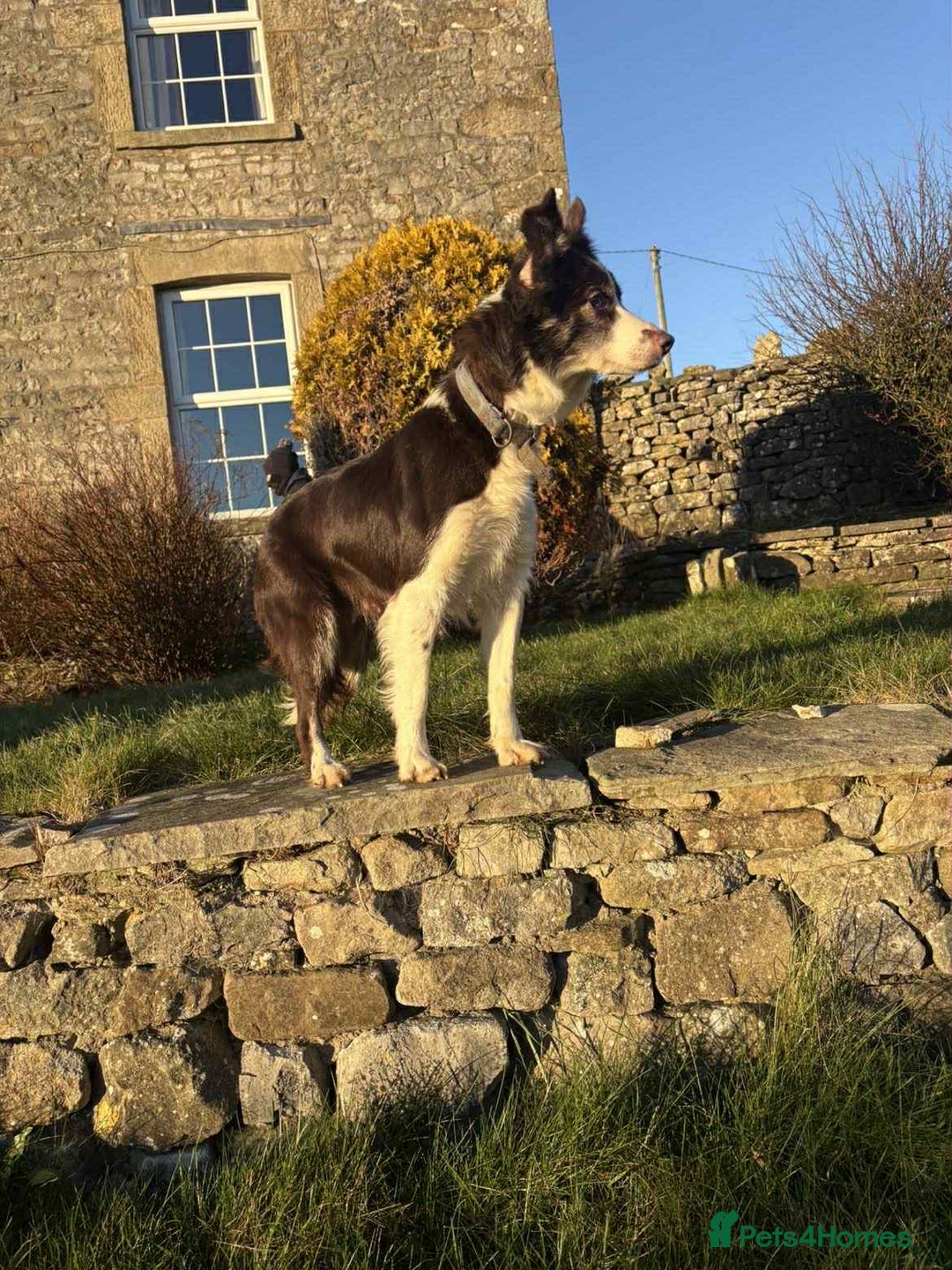 Border Collie dogs for sale: Red border collie pups  - Advert 2