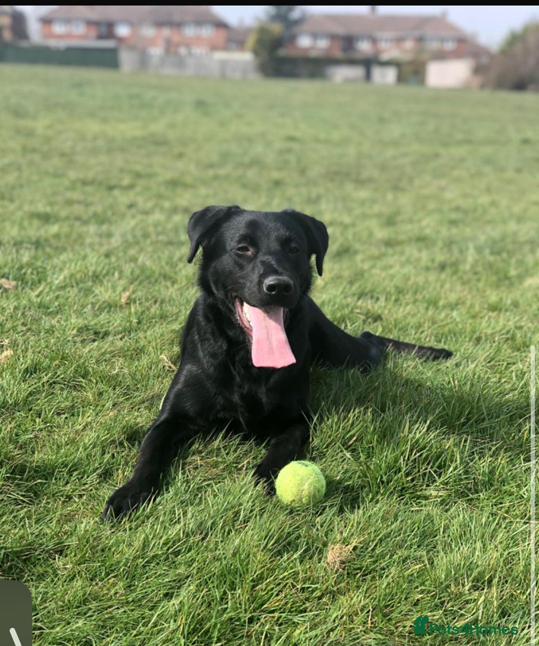 Mixed Breed dogs for sale: Labrador Cross for sale - Advert 2