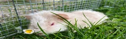 Guinea Pig rodents for sale: Pure bred Teddy boys/boars/males - Advert 5