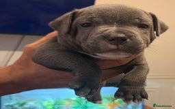 Staffordshire Bull Terrier dogs for sale: READY NOW 1 gorgeous blue staffy puppy left  - Image 2