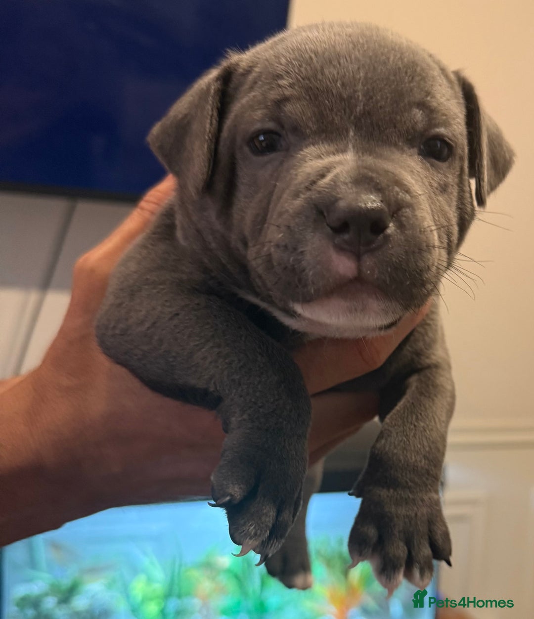Staffordshire Bull Terrier dogs for sale: READY NOW 1 gorgeous blue staffy puppy left  - Image 2