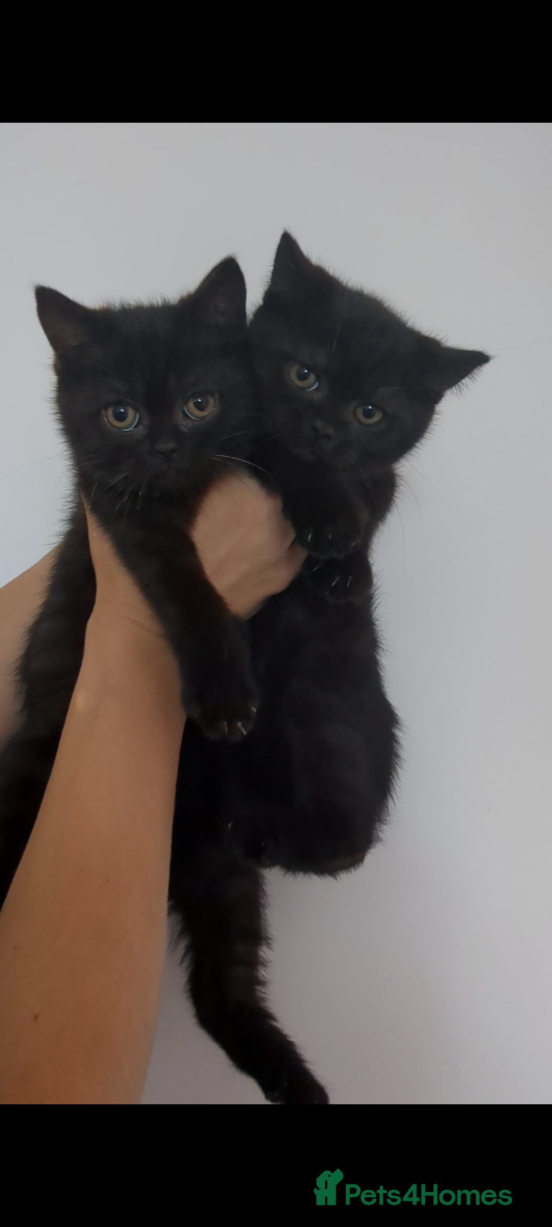 British Shorthair cats for sale: Ready now!! British shorthair kittens  - Image 15