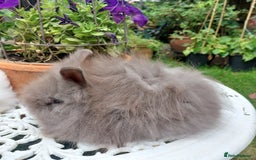 Mini Lop rabbits for sale: PUREBRED DOUBLE/ TEDDY LION HEAD BABIES  - Image 4