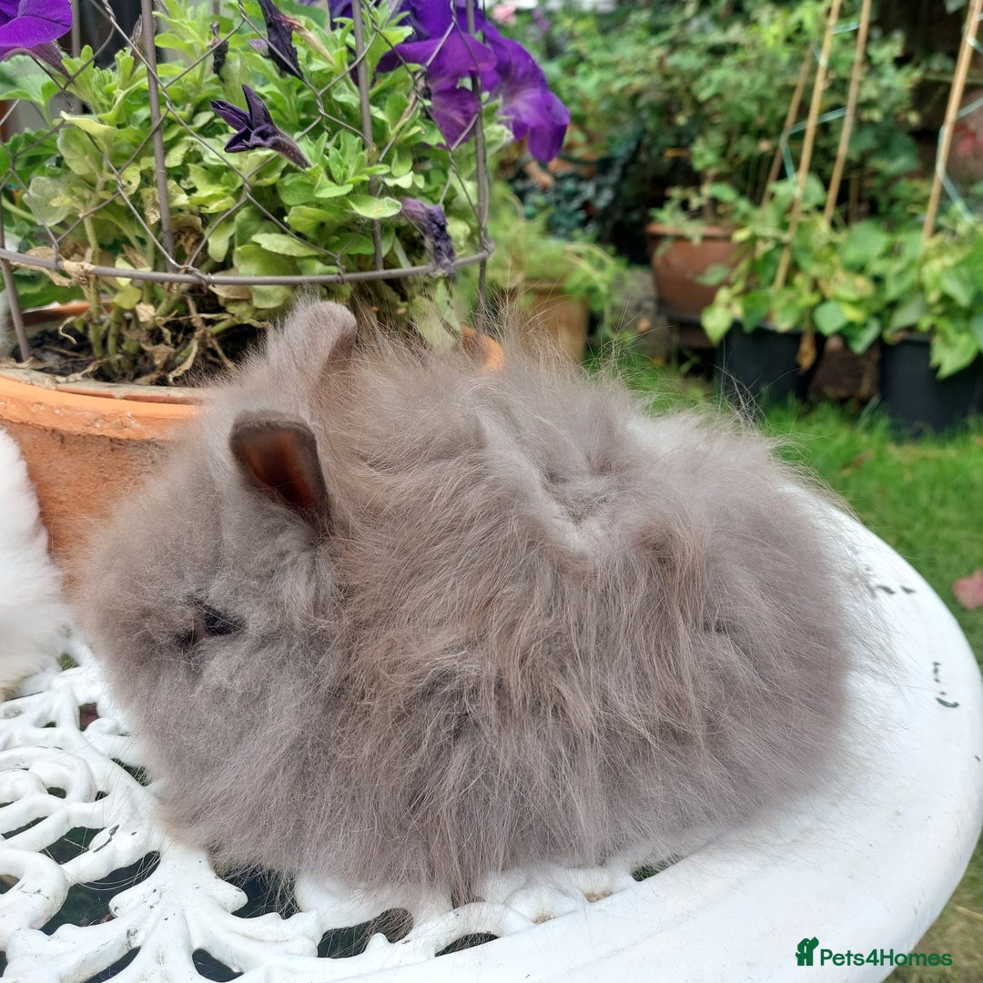 Mini Lop rabbits for sale: PUREBRED DOUBLE/ TEDDY LION HEAD BABIES  - Image 4