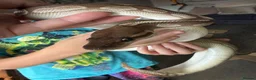 Python Snake reptiles for sale: Cinnamon lesser royal python  - Advert 3