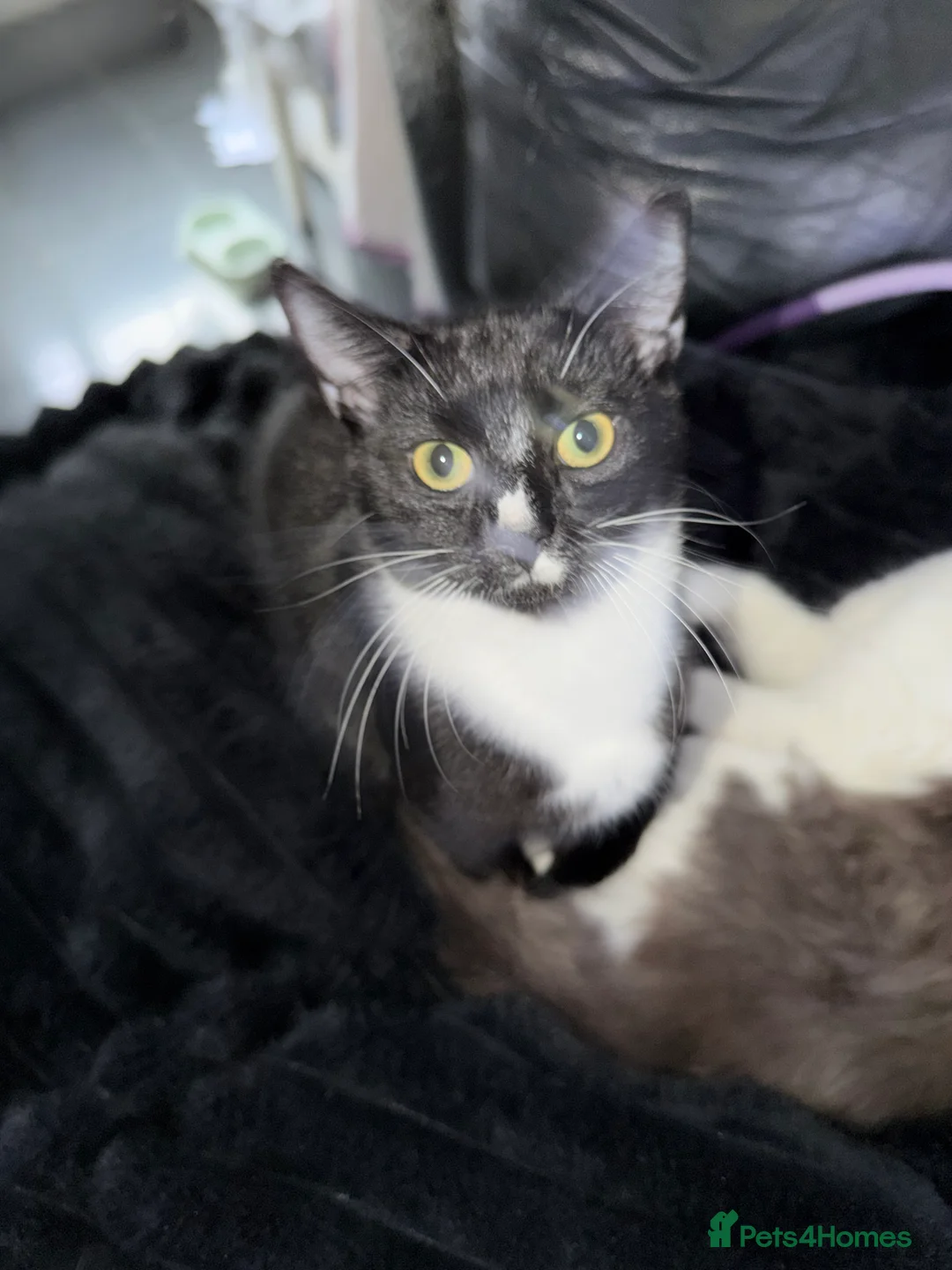 Mixed Breed cats for sale: Black and white male kitten - Advert 8