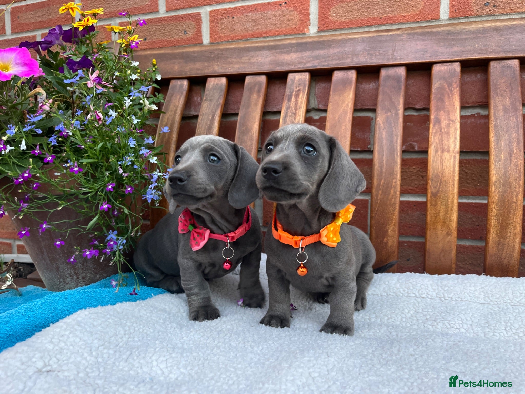 Dachshund dogs Stunning Solid Blue & Choc & Tan Dachshunds  - Advert 1