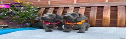 Dachshund dogs for sale: 💎💎 Rare Solid Blue & Choc & Tan Mini Dachshunds  - Advert 11