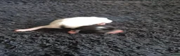 Jack Russell dogs for sale: Jack Russell puppies  - Advert 17