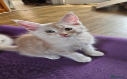 Maine Coon cats for sale: LARGE BREED Maine Coon cross  - Image 12