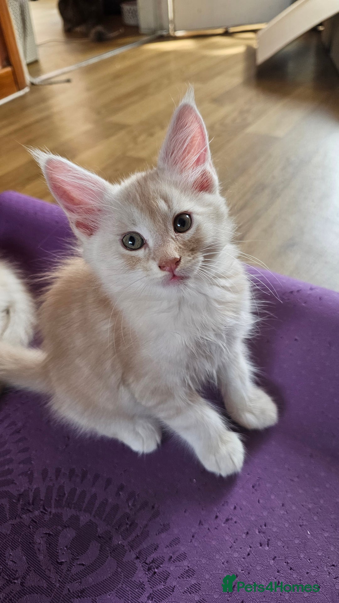 Maine Coon cats for sale: LARGE BREED Maine Coon cross  - Image 12
