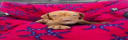 Hungarian Vizsla dogs for sale: Outstanding Kc registered Hungarian vizsla - Advert 19