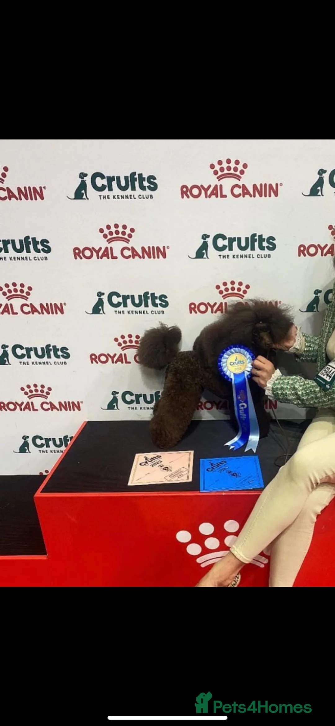 Mixed Breed dogs for sale: Pooitalian puppies  - Advert 6