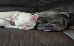 Olde English Bulldogge dogs for stud: Dog's name D.j  - Image 6