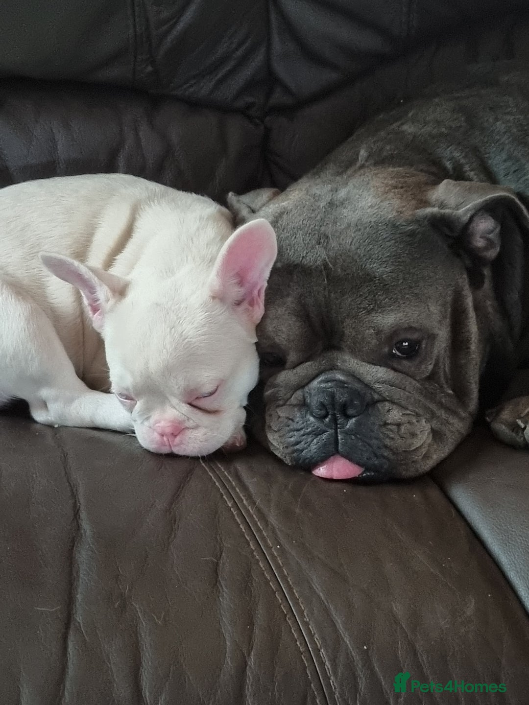 Olde English Bulldogge dogs for stud: Dog's name D.j  - Image 6