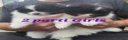 Pomeranian dogs for sale: Pedigree Parti Pomeranian puppies for sale - Advert 4
