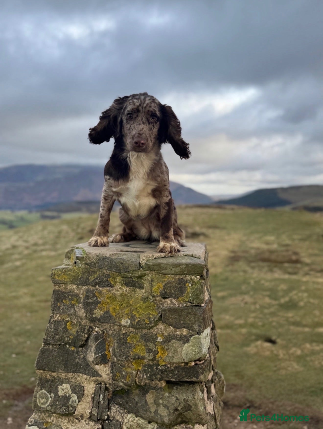 Cocker Spaniel dogs Cocker spaniel   - Advert 1