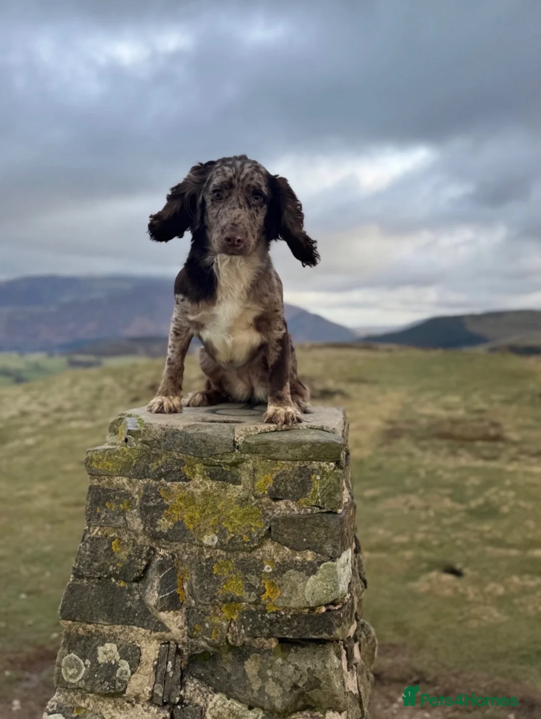 Cocker Spaniel dogs for sale: Cocker spaniel   - Advert 1