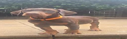 Dobermann dogs for sale: Working / showline doberman pups  - Advert 1