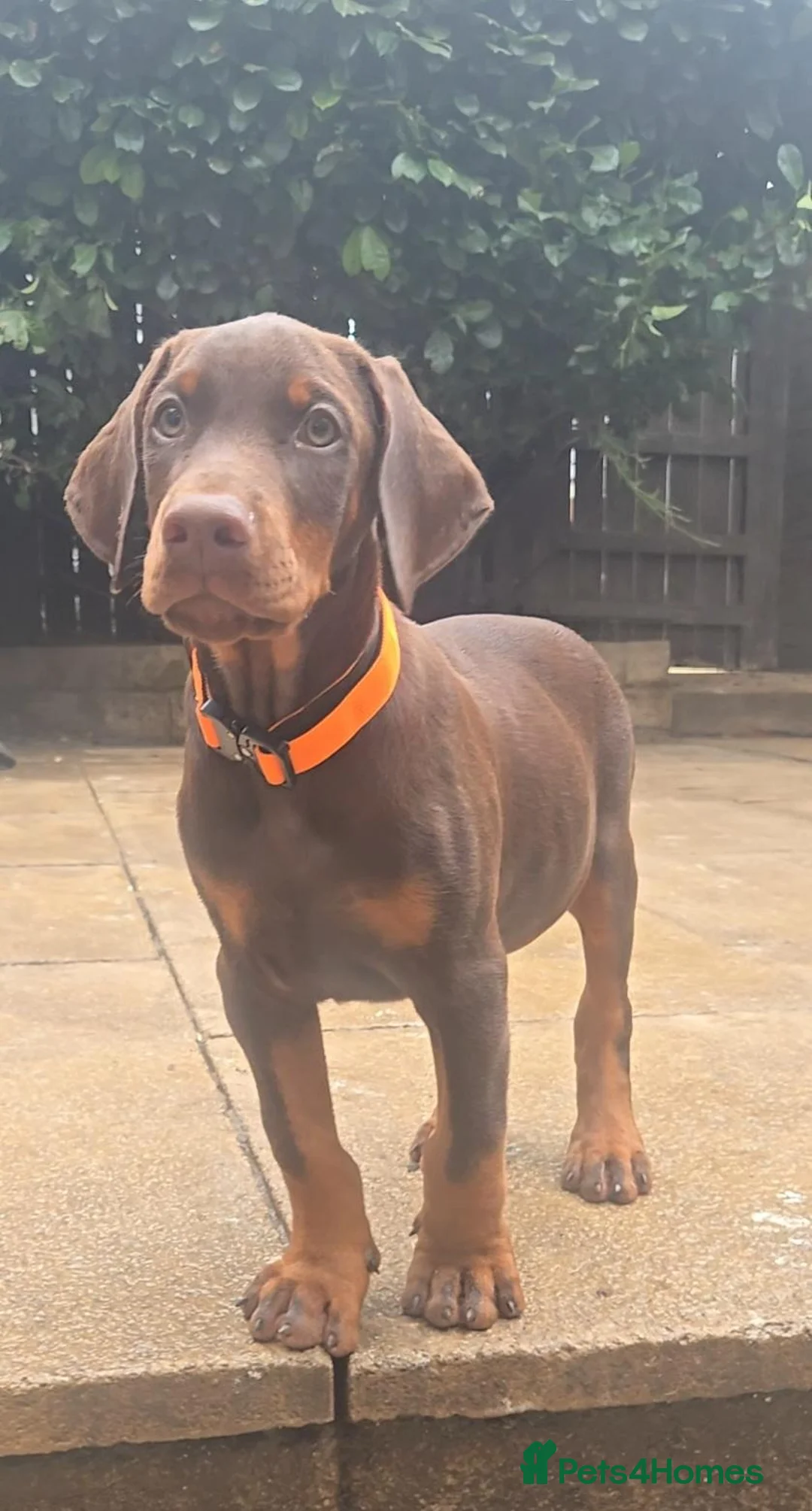 Dobermann dogs for sale: Working / showline doberman pups  - Advert 1