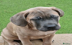 Cane Corso dogs for sale: Excellent Bloodline cane corso puppies ready now - Image 11