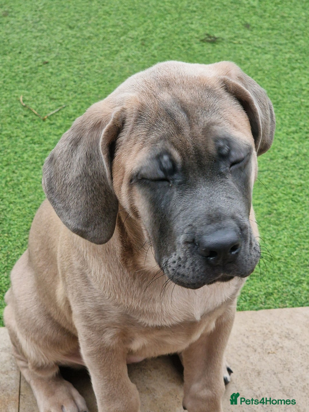 Cane Corso dogs for sale: Excellent Bloodline cane corso puppies ready now - Image 11