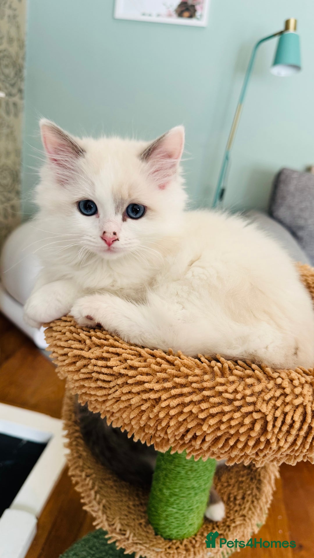 Ragdoll cats for sale: Pure Mink, High White/Van & Blue Point Babies 😻 - Image 10