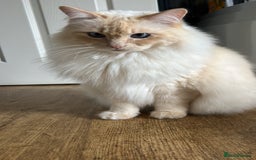 Ragdoll cats for sale: Vince the ragdoll.  - Image 2