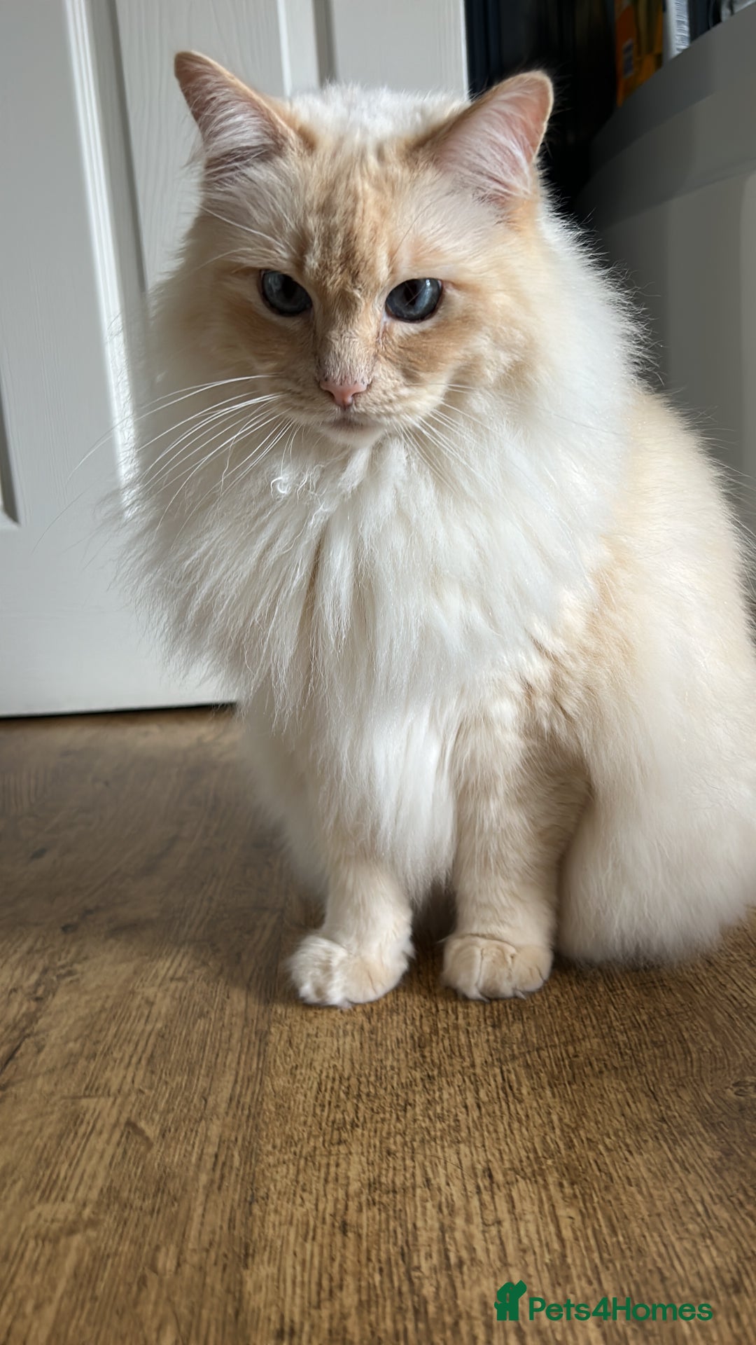 Ragdoll cats for sale: Vince the ragdoll.  - Image 2