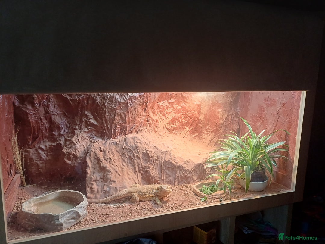 Bearded Dragon reptiles for sale: Bearded Dragon with Setup - Advert 1