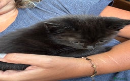 Mixed Breed cats for sale: Gorgeous Ragdoll Mix Kittens Ready for Loving Home - Image 13