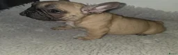 French Bulldog dogs for sale: Kc reg french bulldog puppies - Advert 10