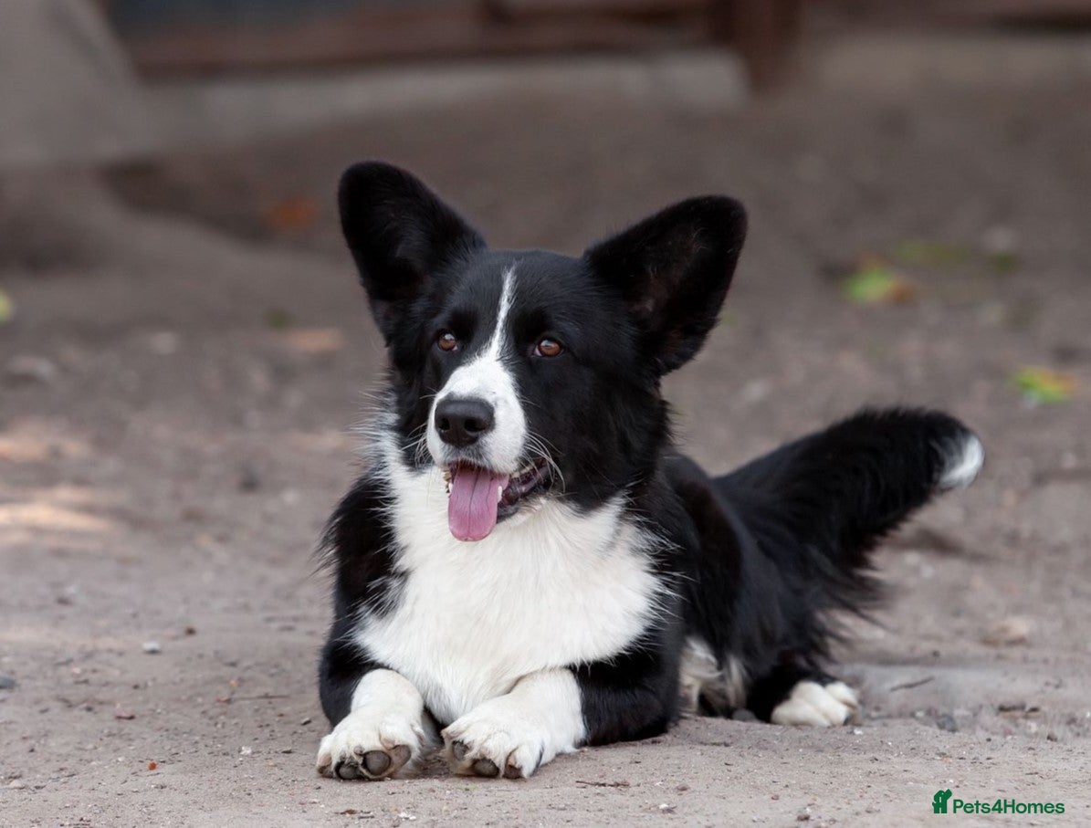 Welsh Corgi Pembroke dogs ROGER – Welsh Corgi Pembroke (Male) - Advert 2