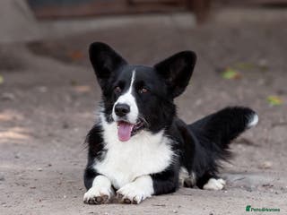 Welsh Corgi Pembroke dogs ROGER – Welsh Corgi Pembroke (Male) - Advert 2