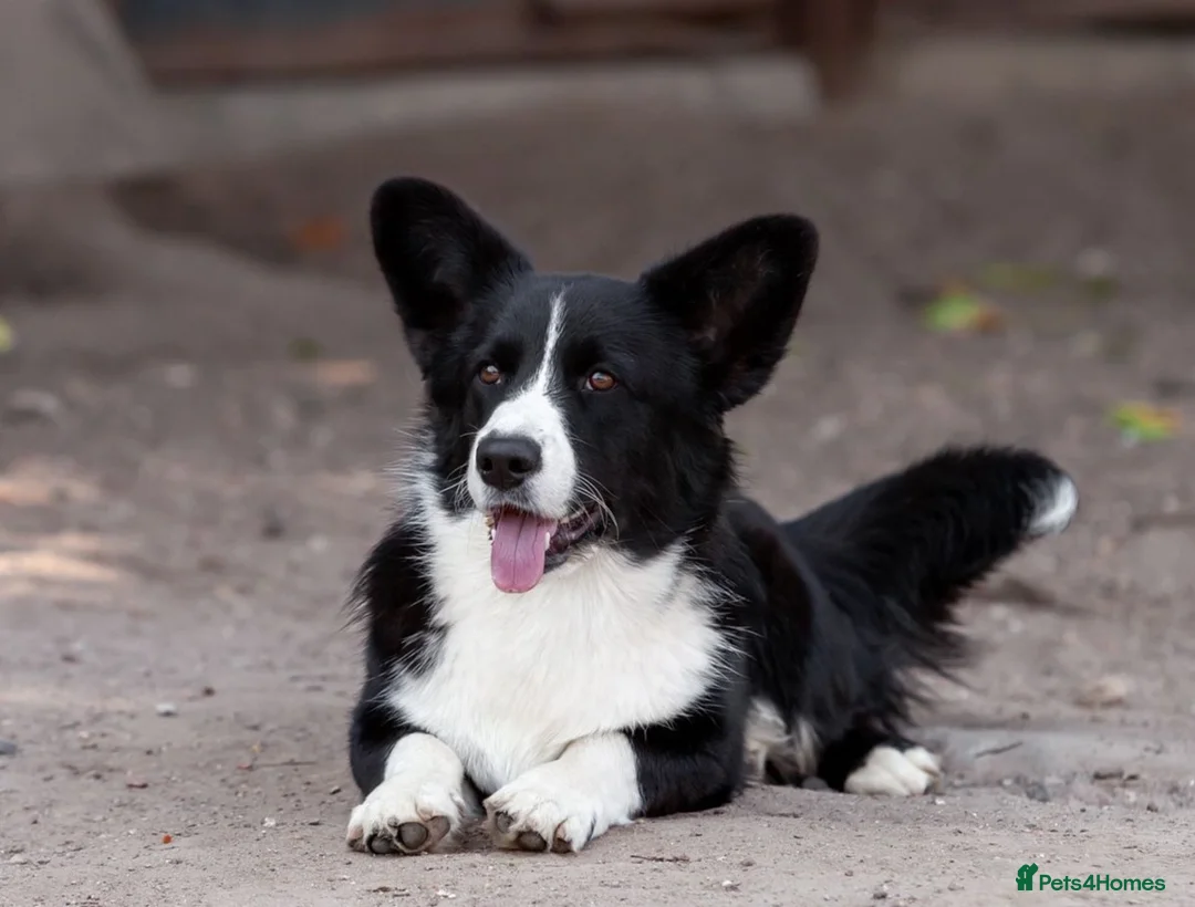 Welsh Corgi Pembroke dogs for adoption: ROGER – Welsh Corgi Pembroke (Male) - Advert 1