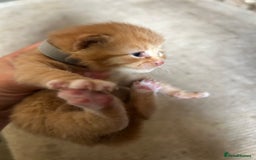 Mixed Breed cats for sale: 5 kittens for sale  - Image 9