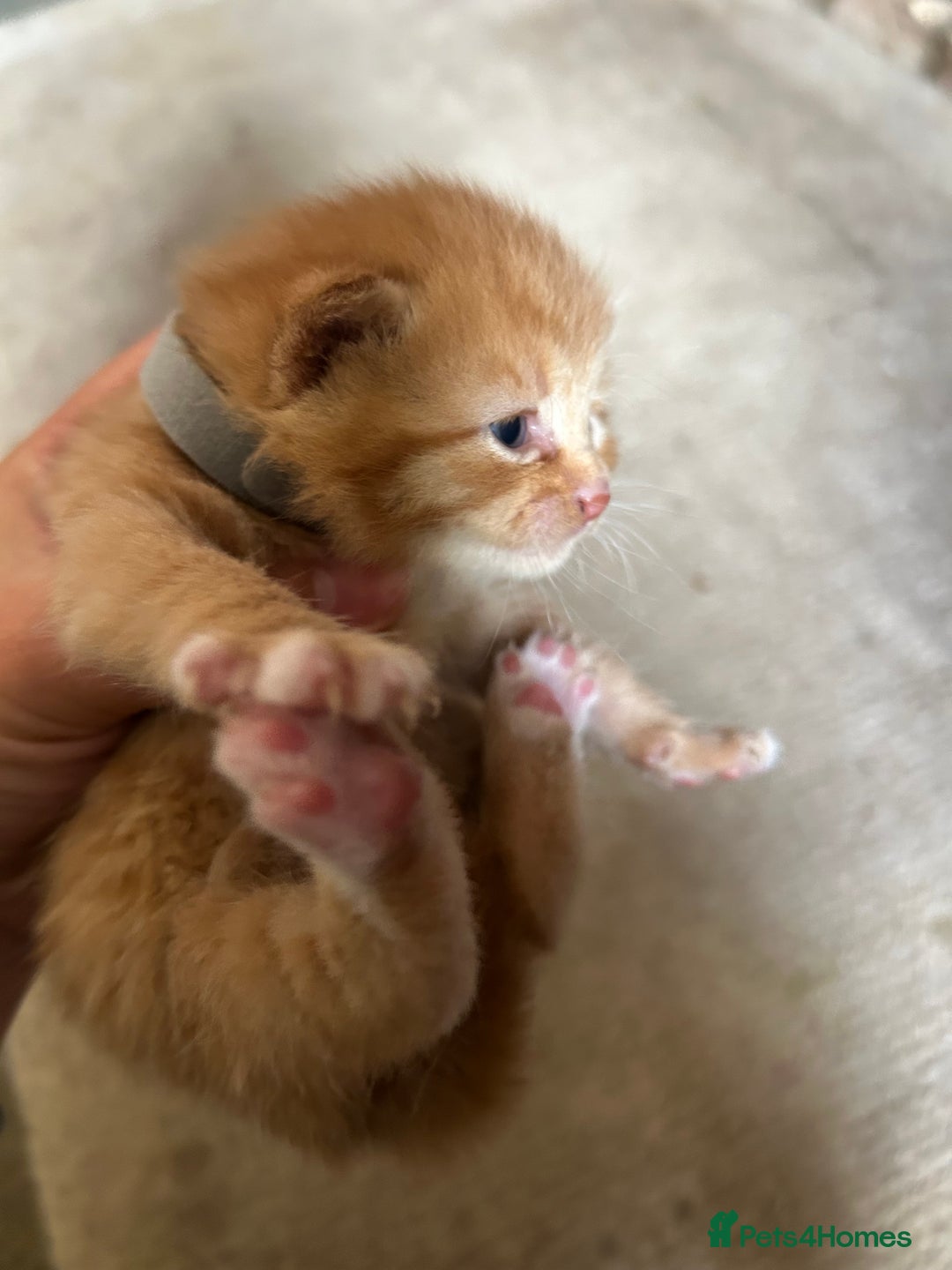 Mixed Breed cats for sale: 5 kittens for sale  - Image 9
