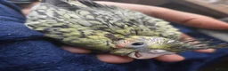 Cockatiels birds for sale: Baby cockatiels for sale - Advert 3