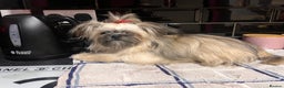 Mixed Breed dogs for sale: Shih Tzu cross Chihuahua - Advert 2
