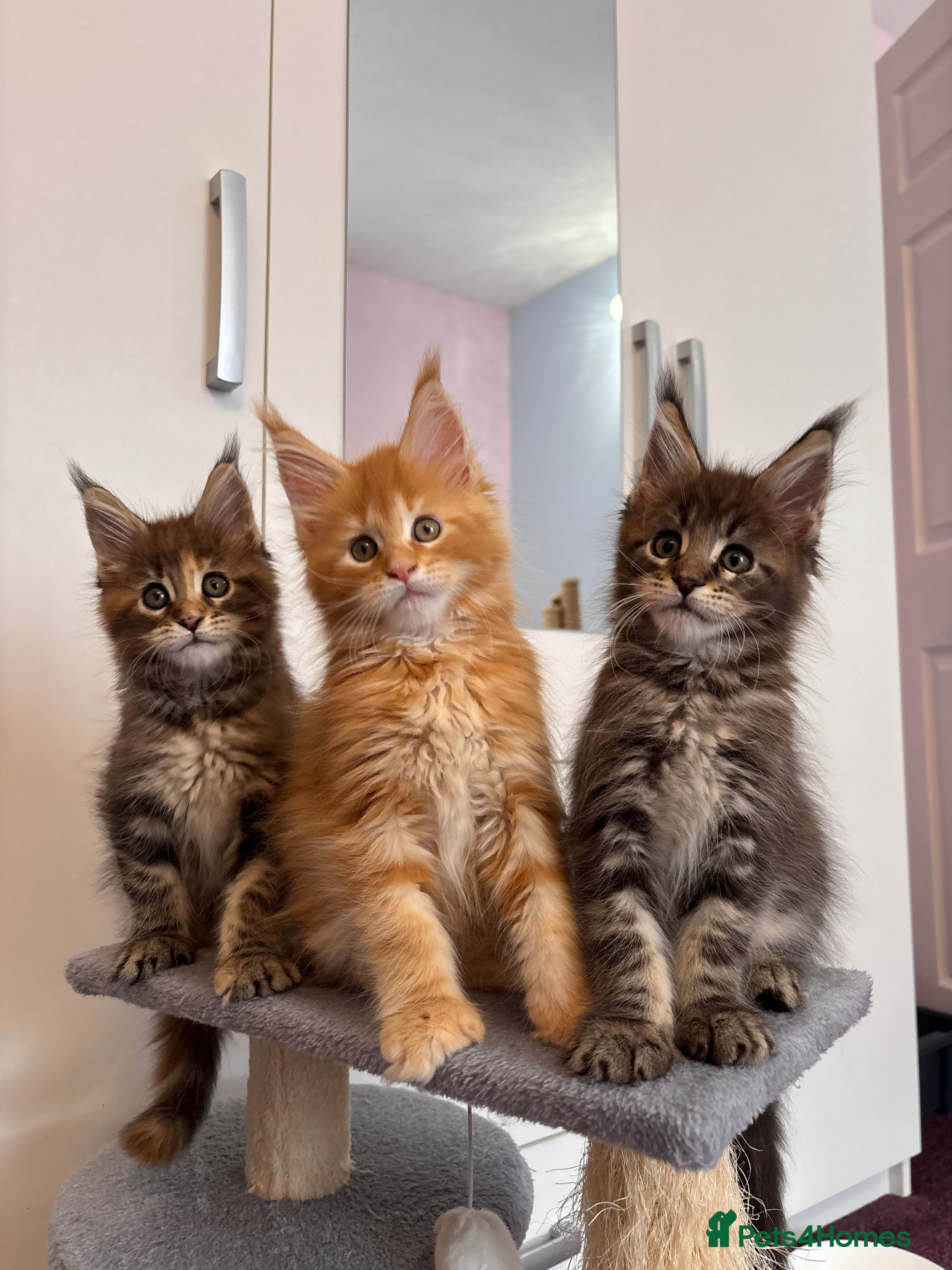 Maine Coon cats ✨5 Gorgouse GCCF Pure bred MaineCoon Kittens.  - Advert 1