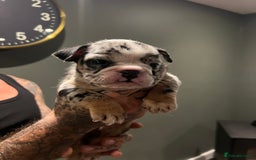 English Bulldog dogs for sale: Puppies  - Image 12