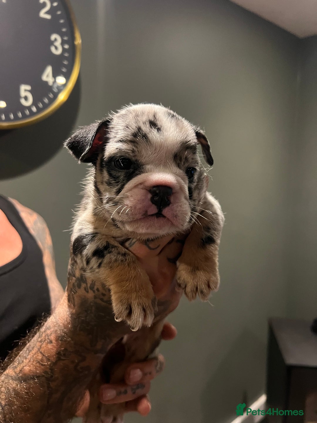 English Bulldog dogs for sale: Puppies  - Image 12