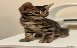Bengal cats for sale: gorgeous pure bengal kittens  - Image 6