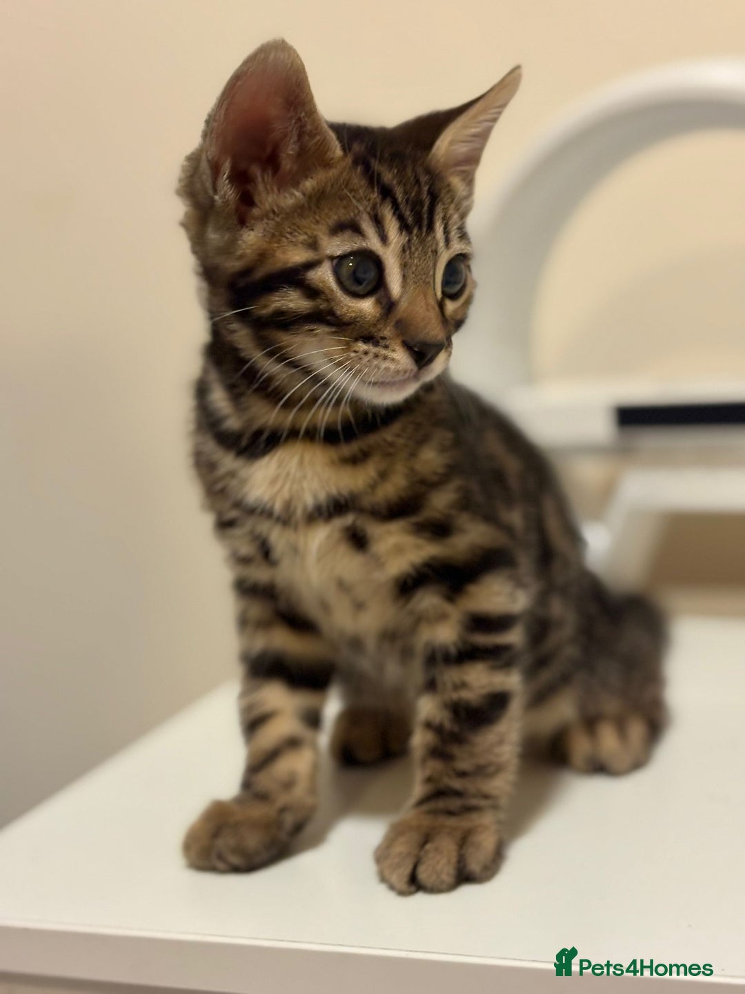Bengal cats for sale: gorgeous pure bengal kittens  - Image 6
