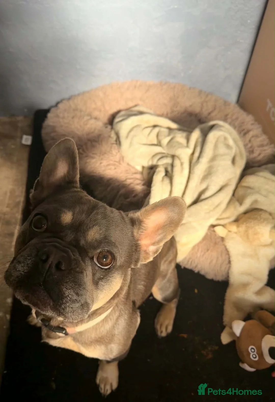 French Bulldog dogs for sale: KC registered Blue & Tan female bulldog in Stonehouse - Advert 2