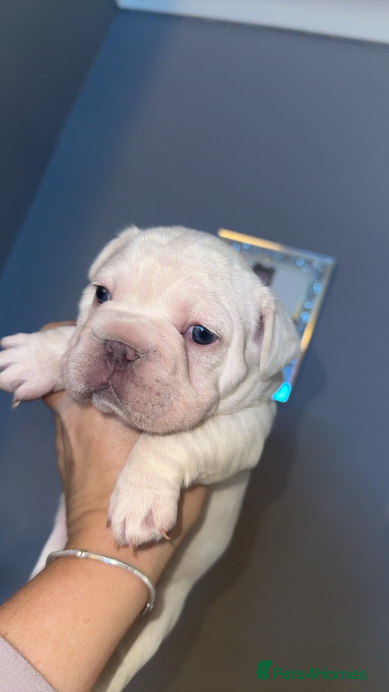 French Bulldog dogs Platinum  **  French bulldog female  - Advert 5