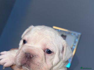 French Bulldog dogs for sale - Advert 1